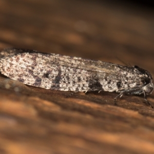 Lepidoscia adelopis, annosella and similar species at Melba, ACT - 1 Mar 2021