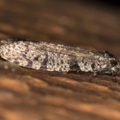 Lepidoscia (genus) (Unidentified cone case moth) at Melba, ACT - 28 Feb 2021 by Bron