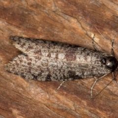 Lepidoscia adelopis, annosella and similar species at Melba, ACT - 1 Mar 2021