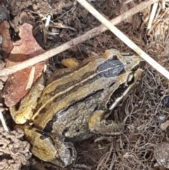 Limnodynastes peronii (Brown-striped Frog) at Dunlop, ACT - 8 Apr 2021 by trevorpreston