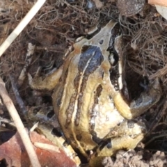 Limnodynastes peronii at Dunlop, ACT - 8 Apr 2021