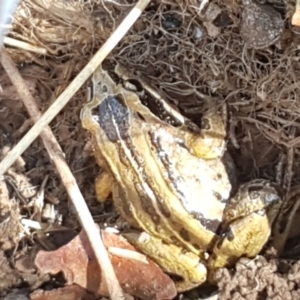 Limnodynastes peronii at Dunlop, ACT - 8 Apr 2021