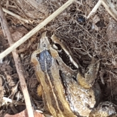 Limnodynastes peronii at Dunlop, ACT - 8 Apr 2021