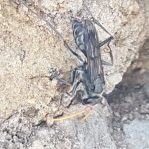 Pompilidae (family) at Dunlop, ACT - 8 Apr 2021 02:32 PM