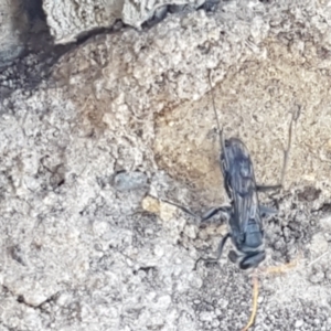 Pompilidae (family) at Dunlop, ACT - 8 Apr 2021 02:32 PM