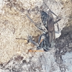 Pompilidae (family) at Dunlop, ACT - 8 Apr 2021