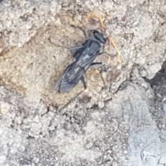 Pompilidae (family) at Dunlop, ACT - 8 Apr 2021 02:32 PM