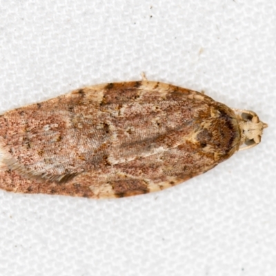 Epiphyas ashworthana (Ashworth's Tortrix) at Melba, ACT - 1 Mar 2021 by Bron