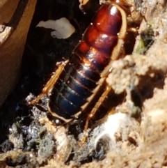 Melanozosteria dookiensis (Dookie woodland cockroach) at Dunlop, ACT - 8 Apr 2021 by trevorpreston