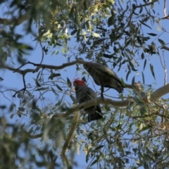 Callocephalon fimbriatum (Gang-gang Cockatoo) at Wodonga, VIC - 4 Apr 2021 by DMeco