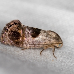 Eupselia beatella at Melba, ACT - 1 Mar 2021 09:56 AM