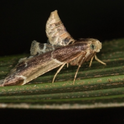 Pyralis farinalis (Meal Moth) at Melba, ACT - 1 Mar 2021 by Bron