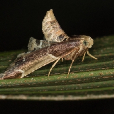 Pyralis farinalis (Meal Moth (Pyralinae) at Melba, ACT - 1 Mar 2021 by Bron