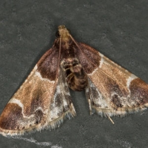 Pyralis farinalis at Melba, ACT - 1 Mar 2021