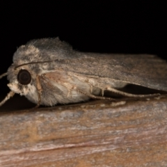 Proteuxoa unidentified species (MoV sp.21) at Melba, ACT - 1 Mar 2021 by Bron
