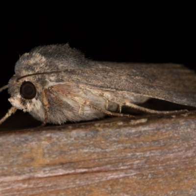 Proteuxoa sp. (21) (MoV, Part 9) (A Noctuid moth (Acronictinae)) at Melba, ACT - 1 Mar 2021 by Bron