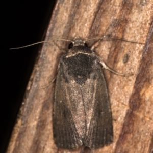 Proteuxoa unidentified species (MoV sp.21) at Melba, ACT - 1 Mar 2021