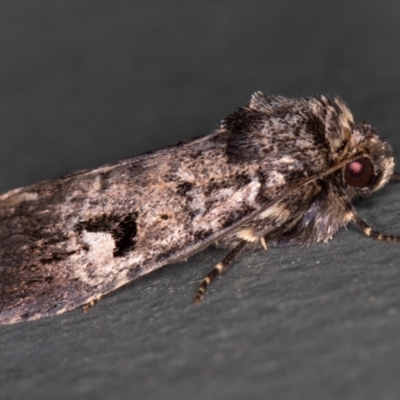 Thoracolopha verecunda (A Noctuid moth (Acronictinae)) at Melba, ACT - 1 Mar 2021 by Bron