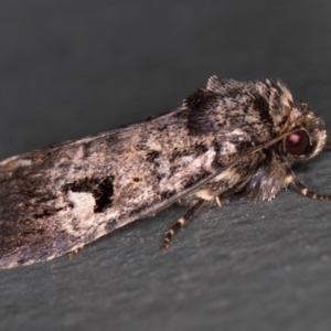 Thoracolopha verecunda at Melba, ACT - 1 Mar 2021