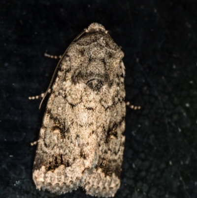 Proteuxoa capularis (Half-moon Noctuid) at Melba, ACT - 1 Mar 2021 by Bron