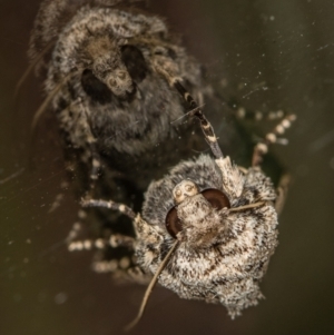 Proteuxoa capularis at Melba, ACT - 1 Mar 2021