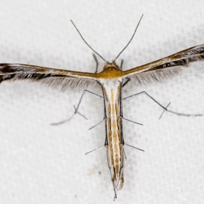 Megalorhipida leucodactyla (Spiderling Moth) at Melba, ACT - 1 Mar 2021 by Bron