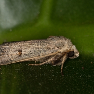 Proteuxoa (genus) (A Noctuid moth) at Melba, ACT - 1 Mar 2021 by Bron