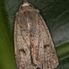 Proteuxoa (genus) at Melba, ACT - 1 Mar 2021 02:00 PM