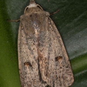 Proteuxoa (genus) at Melba, ACT - 1 Mar 2021