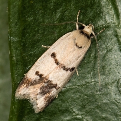 Compsotropha strophiella (A Concealer moth (Wingia group)) at Melba, ACT - 1 Mar 2021 by Bron