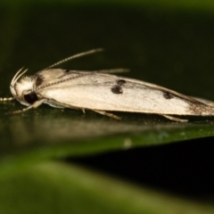 Compsotropha strophiella at Melba, ACT - 1 Mar 2021 02:02 PM