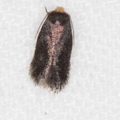 Nepticulidae (family) (Pigmy Moths) at Melba, ACT - 28 Feb 2021 by Bron