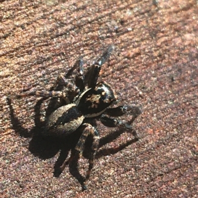 Jotus auripes (Jumping spider) at Acton, ACT - 7 Apr 2021 by Ned_Johnston