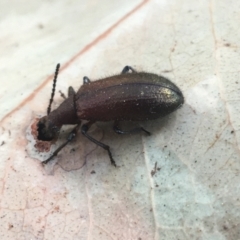 Lagriini sp. (tribe) (Unidentified lagriine darkling beetle) at Acton, ACT - 8 Apr 2021 by NedJohnston