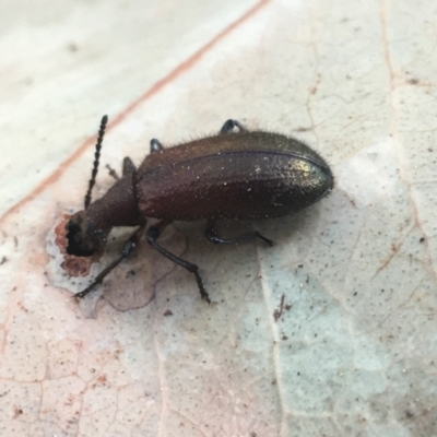 Lagriini sp. (tribe) (Unidentified lagriine darkling beetle) at Acton, ACT - 8 Apr 2021 by NedJohnston