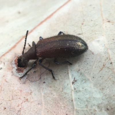 Lagriini sp. (tribe) (Unidentified lagriine darkling beetle) at Acton, ACT - 8 Apr 2021 by NedJohnston