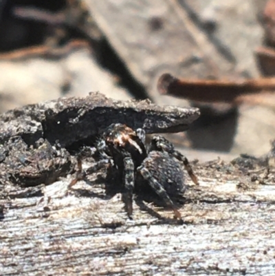 Unidentified Spider (Araneae) at Acton, ACT - 7 Apr 2021 by NedJohnston
