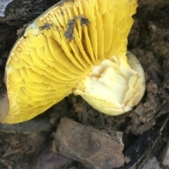 Phylloporus sp. (Phylloporus sp.) at Black Mountain - 7 Apr 2021 by Ned_Johnston