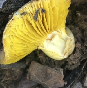 Phylloporus sp. at Acton, ACT - 8 Apr 2021