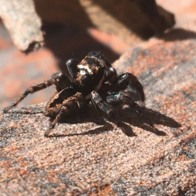 Jotus auripes (Jumping spider) at Acton, ACT - 8 Apr 2021 by NedJohnston