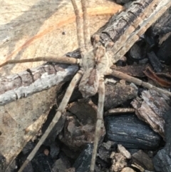 Argoctenus sp. (genus) (Wandering ghost spider) at Acton, ACT - 7 Apr 2021 by NedJohnston