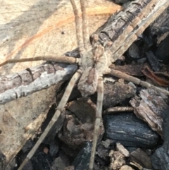 Argoctenus sp. (genus) (Wandering ghost spider) at Acton, ACT - 8 Apr 2021 by NedJohnston