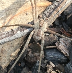 Argoctenus sp. (genus) at Black Mountain - 8 Apr 2021 09:19 AM