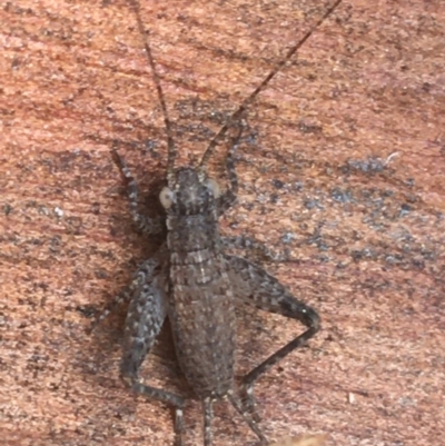 Eurepa marginipennis (Mottled bush cricket) at Downer, ACT - 7 Apr 2021 by Ned_Johnston