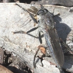 Cerdistus sp. (genus) (Slender Robber Fly) at Downer, ACT - 8 Apr 2021 by NedJohnston