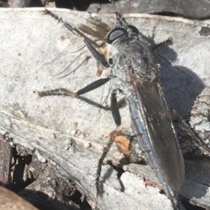 Cerdistus sp. (genus) at Downer, ACT - 8 Apr 2021