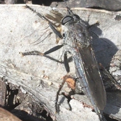 Cerdistus sp. (genus) (Yellow Slender Robber Fly) at Black Mountain - 7 Apr 2021 by Ned_Johnston