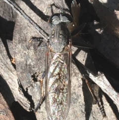 Cerdistus sp. (genus) at Downer, ACT - 8 Apr 2021 09:31 AM