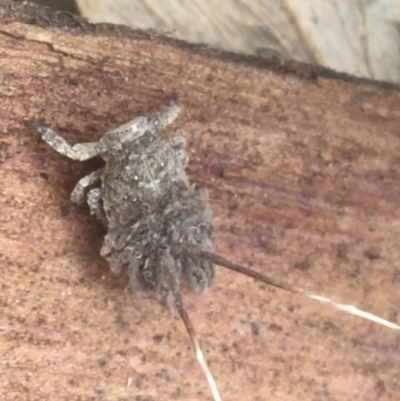 Fulgoroidea sp. (superfamily) (Unidentified fulgoroid planthopper) at Black Mountain - 7 Apr 2021 by Ned_Johnston