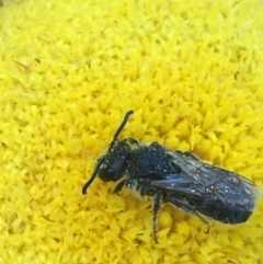 Lasioglossum (Chilalictus) lanarium (Halictid bee) at Black Mountain - 7 Apr 2021 by Ned_Johnston